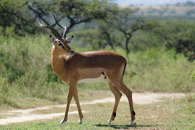 3-Day Luxury Safari Private Tour Tarangire and Ngorongoro - Day two: Tarangire’s elephants beneath the baobabs