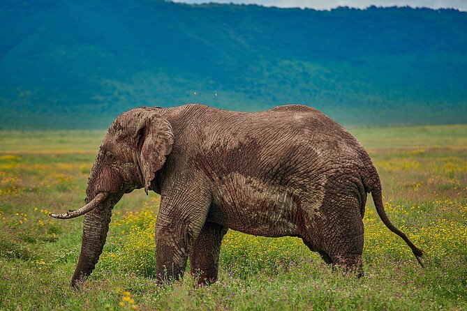 3-Day Manyara, Tarangire and Ngorongoro Crater - The price: what $1,280 per person covers
