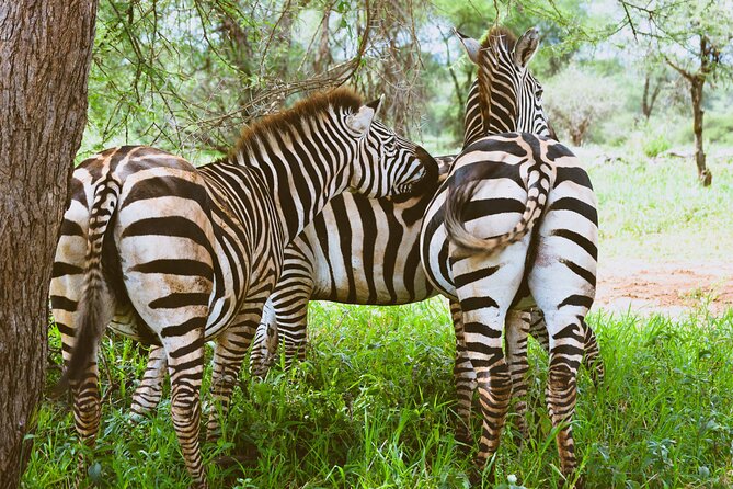 3-Day Manyara, Tarangire and Ngorongoro Crater - Timing, comfort, and the route you should confirm