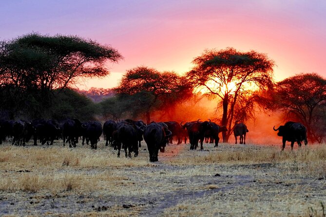 3-Day Ngorongoro Crater Manyara and Tarangire Safari from Arusha - How to prepare for the 10-hour safari days