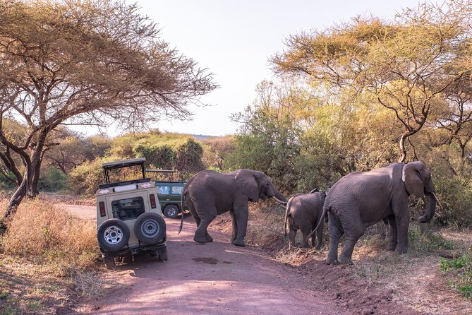 3-Day Private Safari to Lake Manyara, Tarangire & Ngorongoro - Day two: descending 600 meters into Ngorongoro Crater