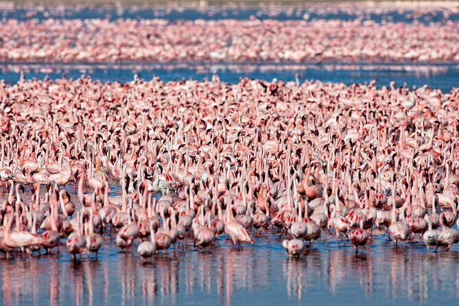 3-Day Private Safari to Lake Manyara, Tarangire & Ngorongoro - Private guiding and the Goldfinch approach