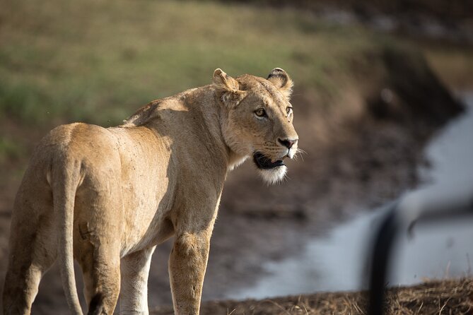 3 Day Private Serengeti Safari Tour with One Way Flight - Why The One-Way Serengeti Flight Matters