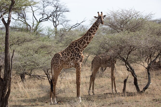 3 Day Private Serengeti Safari Tour with One Way Flight - Day Three: Ngorongoro Crater, Plus A Route Check