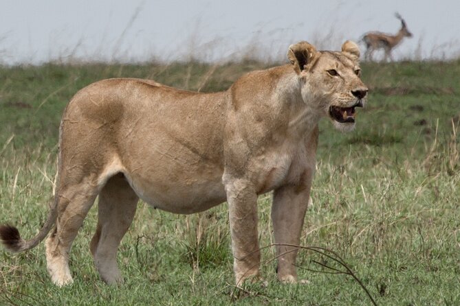 3 Day Private Serengeti Safari Tour with One Way Flight - Private Touring And The Guide Makes The Difference