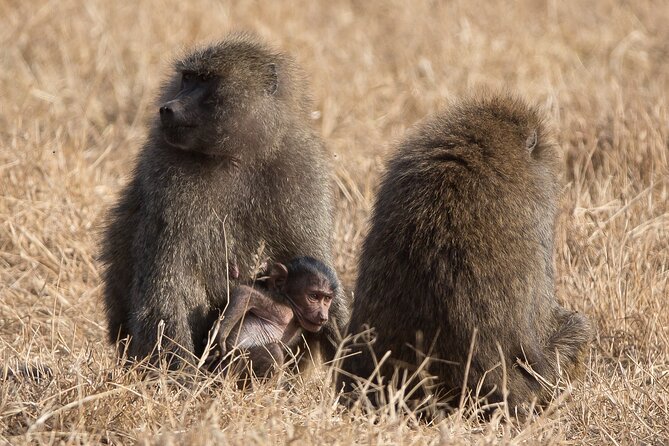 3 Day Private Serengeti Safari Tour with One Way Flight - Meals, Lodging, And The Pace Of Three Full Days