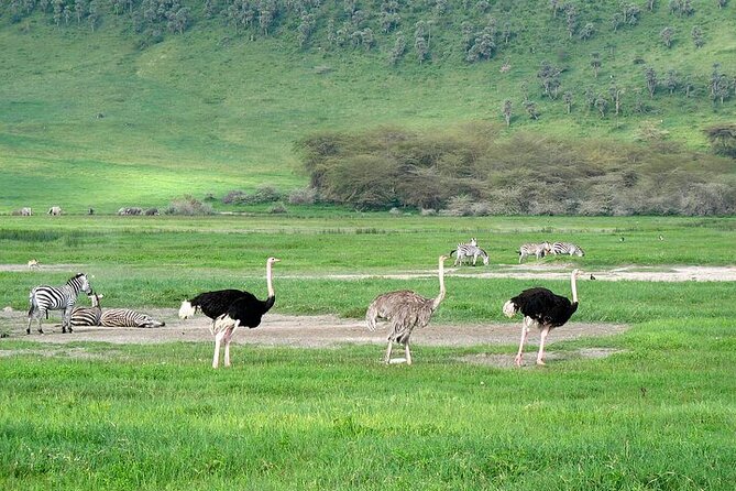 3 Day Safari Expedition from Arusha - Why this short Tanzania safari works