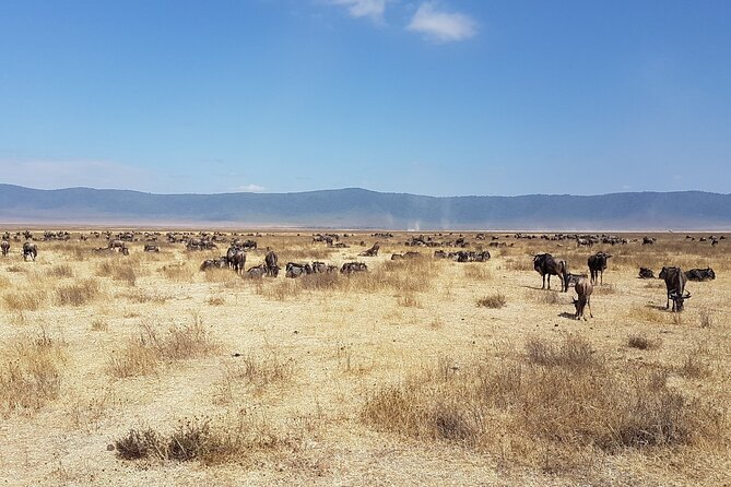 3 Day Safari from Arusha: Serengeti and Ngorongoro - Day two: Morning wildlife, then Ngorongoro
