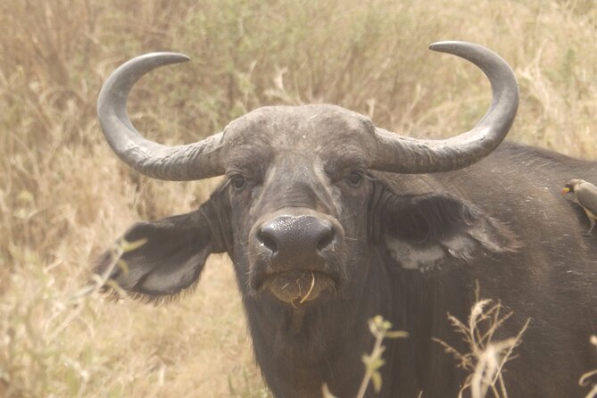 3 Day Safari from Arusha: Serengeti and Ngorongoro - Private touring and the human side of the trip