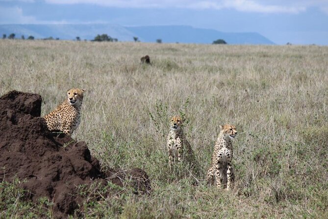 3 Day Safari from Arusha: Serengeti and Ngorongoro - What the Serengeti portion can offer