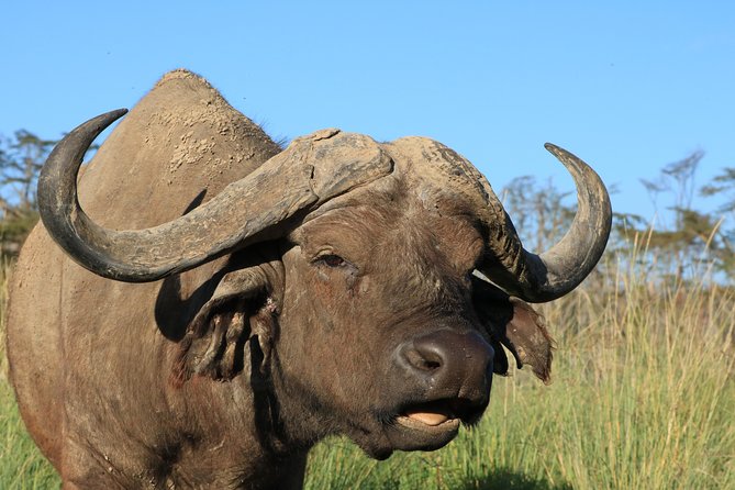 3-Day Safari in Serengeti & Ngorongoro(Mid-range) - What this three-day route really gives you