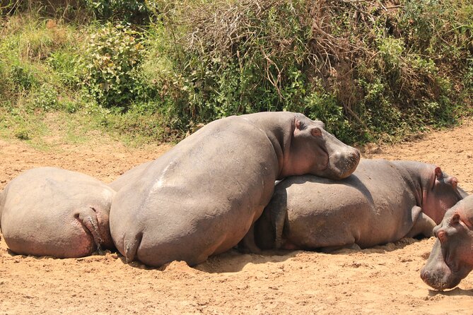 3-Day Safari in Serengeti & Ngorongoro(Mid-range) - Day 3: descending into the Ngorongoro Crater