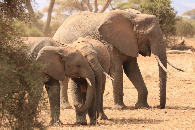 3-Day Safari in Serengeti & Ngorongoro(Mid-range) - Guides, vehicles, and the human side of the safari