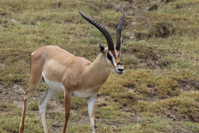 3-Day Safari in Serengeti & Ngorongoro(Mid-range) - Is the $2,480 price fair?
