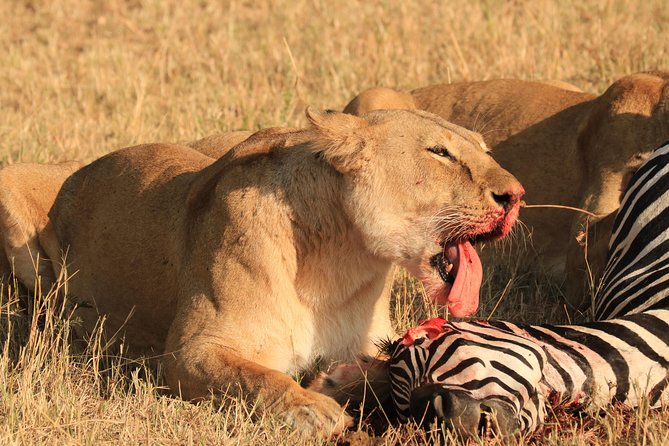 3-Day Safari in Serengeti & Ngorongoro(Mid-range) - Who should book this safari?