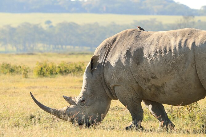 3-Day Safari in Serengeti & Ngorongoro(Mid-range) - Booking, cancellation, and small details worth checking