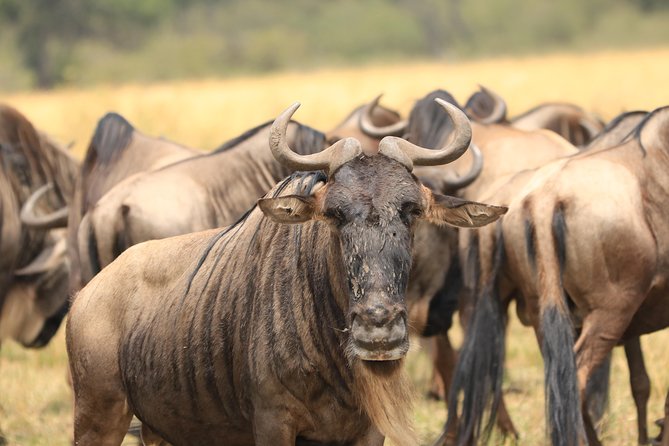 3-Day Safari in Serengeti & Ngorongoro(Mid-range) - Day 2: more time where the wildlife action unfolds