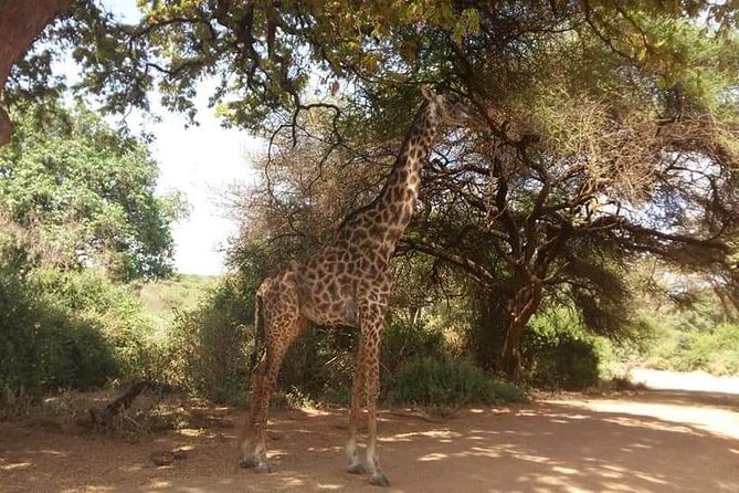3-Day Safari to Ngorongoro, Tarangire & Lake Manyara NP - Day three at Lake Manyara: forest, birds, and a final drive