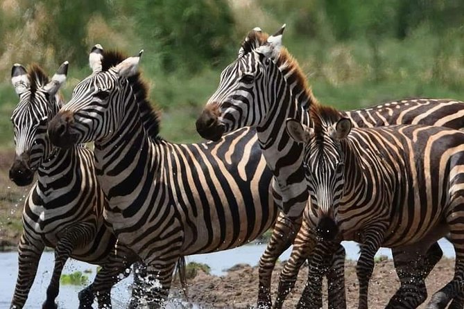 3-Day Safari to Ngorongoro, Tarangire & Lake Manyara NP - Who should choose this safari