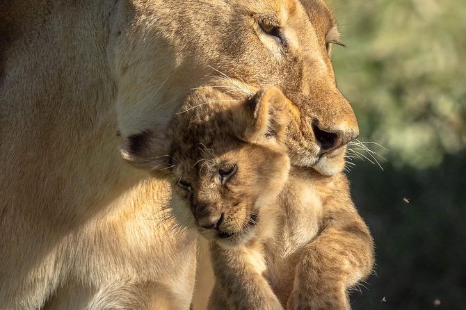 3-Day Safari to Ngorongoro, Tarangire & Lake Manyara NP - Day two in Ngorongoro Crater: the trip’s big spectacle