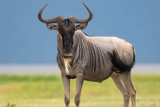 3 Day Safari to Serengeti National Park and Ngorongoro Crater - What $855 buys you on this Tanzania safari