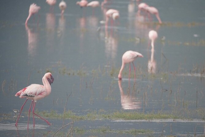 3 Day Safari to Serengeti National Park and Ngorongoro Crater - Day 2: A morning game drive, then the Ngorongoro rim