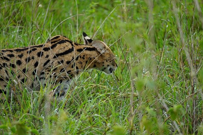 3 Day Safari to Serengeti National Park and Ngorongoro Crater - Why the six-person limit matters