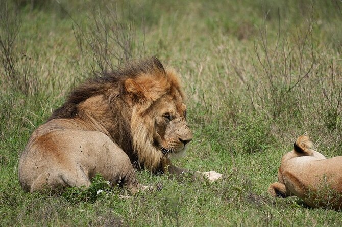 3 Day Safari to Serengeti National Park and Ngorongoro Crater - Camping, meals, and the practical side of the trip