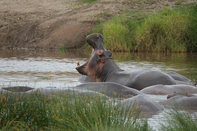 3 Day Safari to Serengeti National Park and Ngorongoro Crater - The best reasons to choose this short itinerary