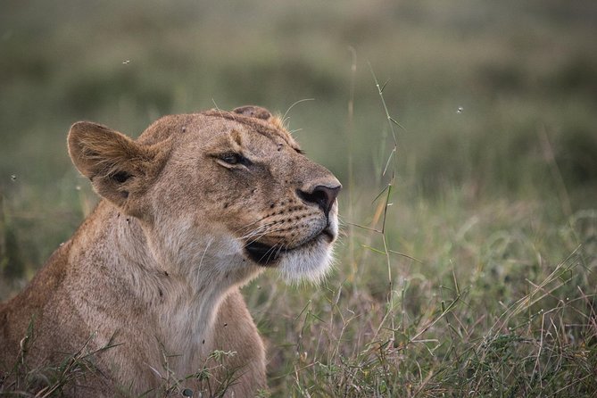 3-Day Selous Reserve mid-Range Safari - Day 2: Two game drives in a reserve built for patience