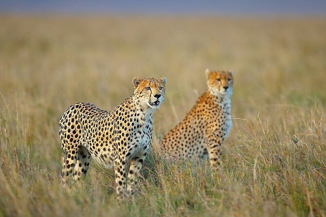 3 Day Sharing Safari - Manyara, Ngorongoro Crater and Tarangire National Parks - Three parks, three very different safari settings