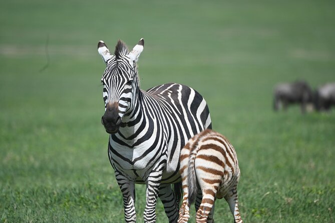 3 Day Sharing Safari - Manyara, Ngorongoro Crater and Tarangire National Parks - Group size, transport, and the daily rhythm