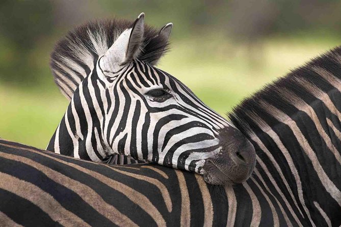 3 Day Tanzania Luxury Safari - What this three-day safari really covers