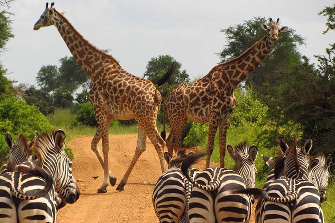 3 Day Tanzania Luxury Safari - Day two: Lake Manyara’s compact mix of habitats