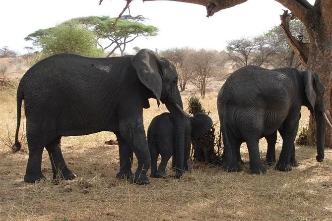 3 Day Tanzania Luxury Safari - Day three: descending into Ngorongoro Crater