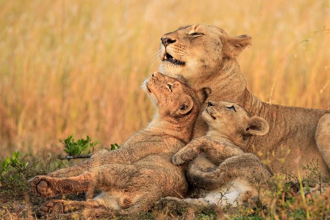 3 Day Tanzania Luxury Safari - Luxury lodges, meals, and the long-road reality