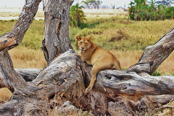 3 Day Tanzania Luxury Safari - Who should choose this safari