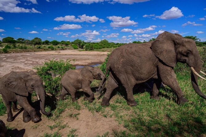 3-Day Tarangire, Lake Manyara and Ngorongoro - What $700 buys you