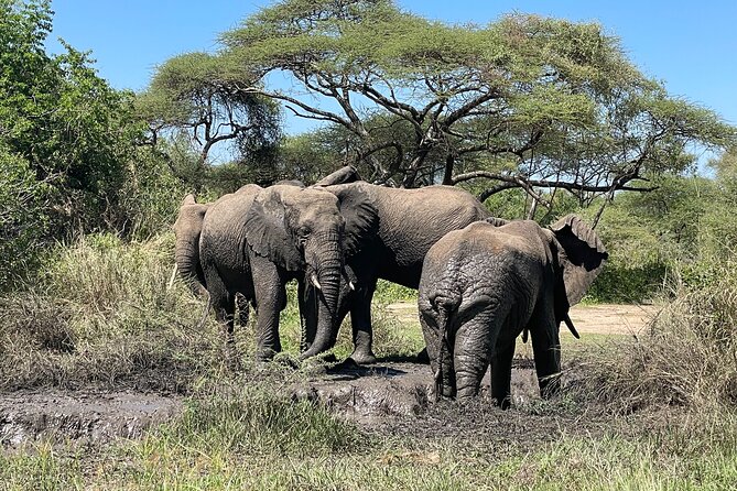 3-Day Tarangire, Ngorongoro and Lake Manyara Camping Safari - Who should choose this safari?