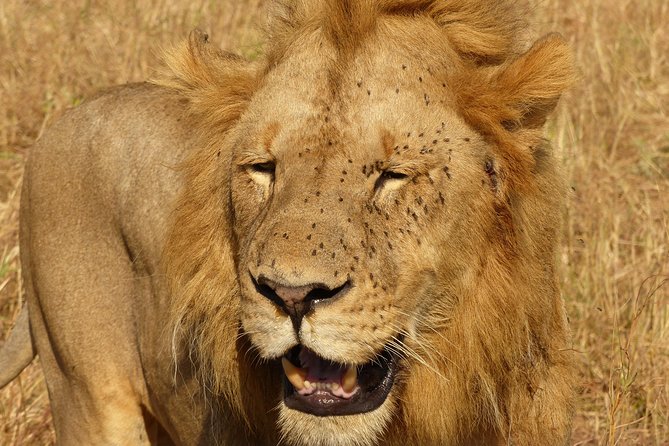 3 Day - Tarangire, Ngorongoro Crater Lake Manyara- Mid - Range - What this three-day safari is really offering