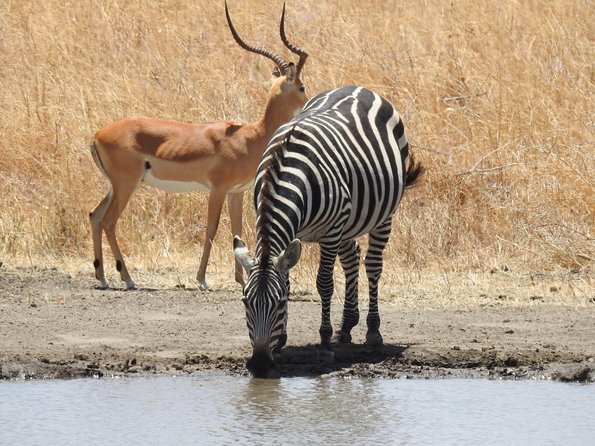 3 Day - Tarangire, Ngorongoro Crater Lake Manyara- Mid - Range - The guides are the key part of the experience