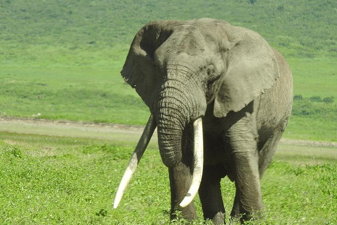 3 Day - Tarangire, Ngorongoro Crater Lake Manyara- Mid - Range - Comfort, timing, and who should book