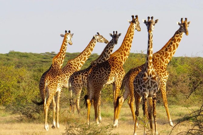 3 Day - Tarangire, Ngorongoro Crater Lake Manyara- Mid - Range - Is $1,350 a fair price?