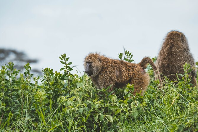 3-Day Tarangire, Ngorongoro & Manyara Best Tour & Safari - Day one: crossing the Masai plains to Tarangire