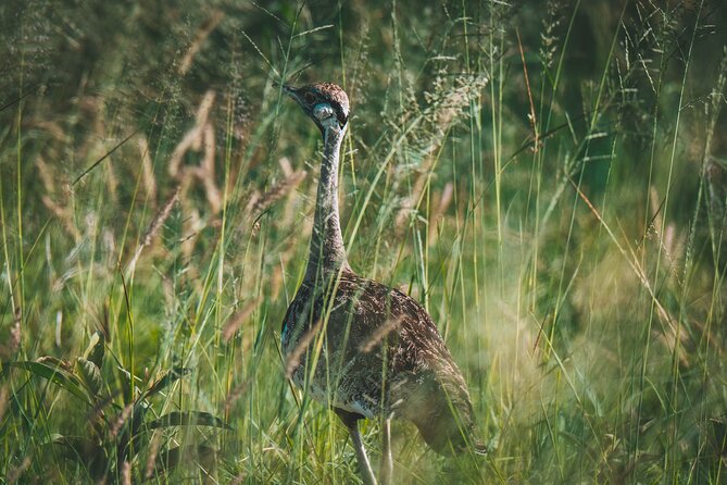 3-Day Tarangire, Ngorongoro & Manyara Best Tour & Safari - Day two: the Ngorongoro Crater game drive