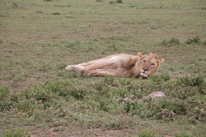 3-Day Tarangire NP, Manyara NP & Ngorongoro Crater - Guide service and the small-group advantage