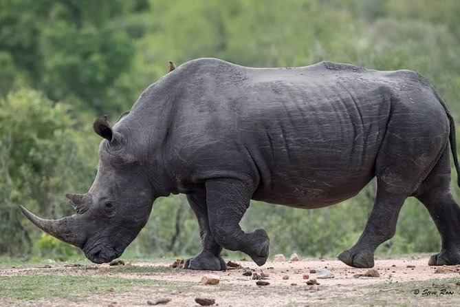 3-Day Tarangire NP, Manyara NP & Ngorongoro Crater - The main drawbacks to weigh