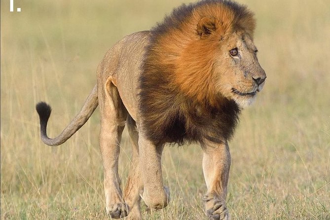3-Day Tarangire NP, Manyara NP & Ngorongoro Crater - Who should book this safari?