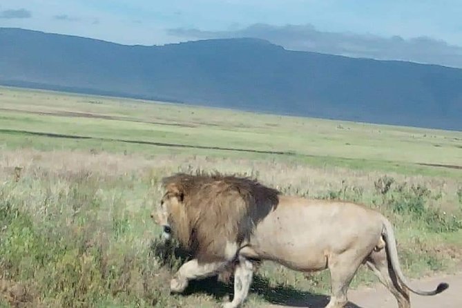 3-Day Tarangire NP, Manyara NP & Ngorongoro Crater - Tarangire National Park and its elephant country