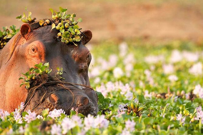 3-Day Taste of Tanzania Safari (Tarangire National park and Ngorongoro Crater) - Why Tarangire makes a strong first safari day